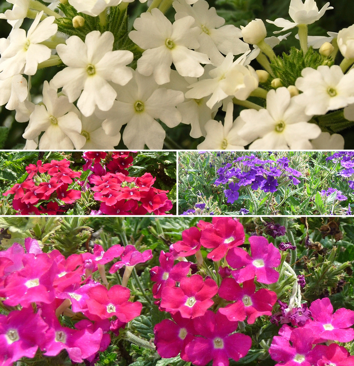 Verbena - Mulitple Varieties from Kings Garden Center