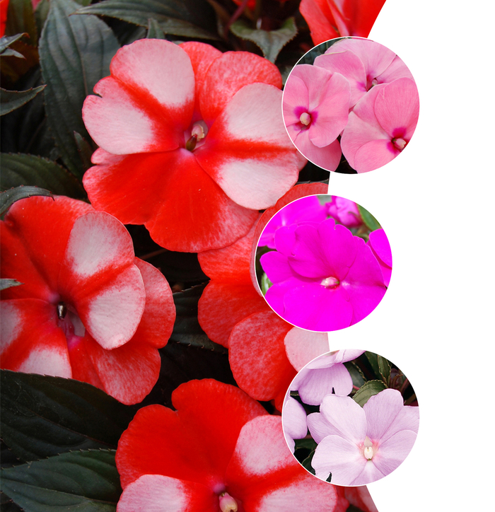 New Guinea Impatiens - Mulitple Varieties from Kings Garden Center