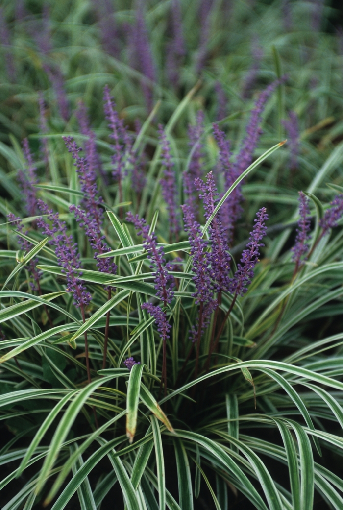 Variegated Liriope - Liriope muscari ''Variegata'' from Kings Garden Center