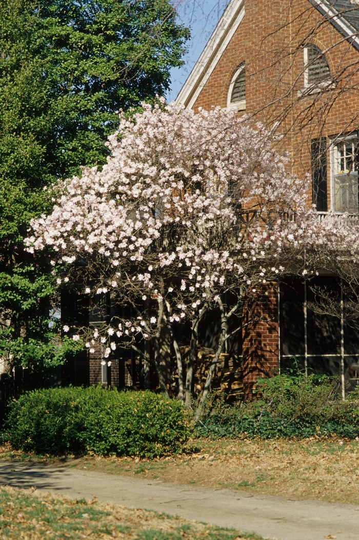 Star Magnolia - Magnolia stellata from Kings Garden Center