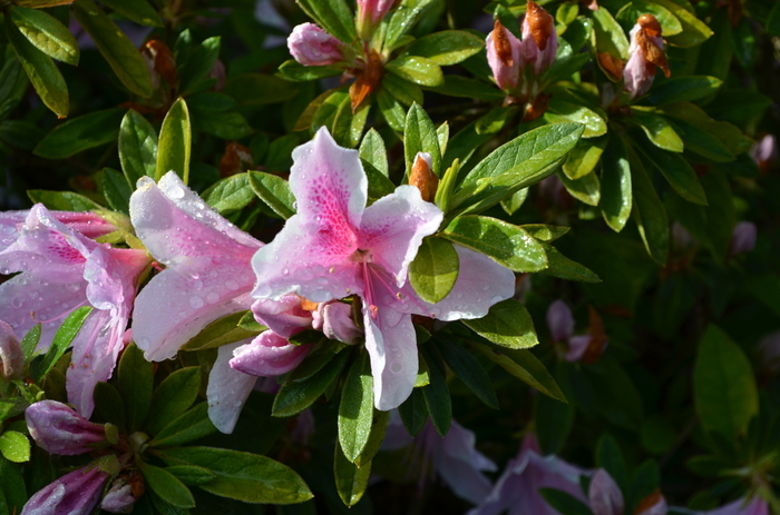 George Tabor Azalea - Azalea indica 'George Tabor' from Kings Garden Center