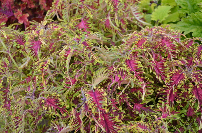 Coleus - Coleus 'Under The Sea ™ Bone Fish' from Kings Garden Center