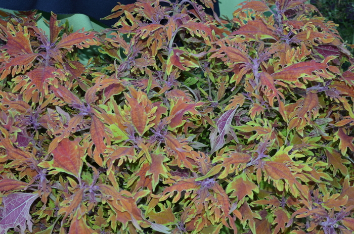 Coleus Under The Sea™ Langostino Coleus - Coleus Solenostemon 'Under The Sea™ Langostino' from Kings Garden Center