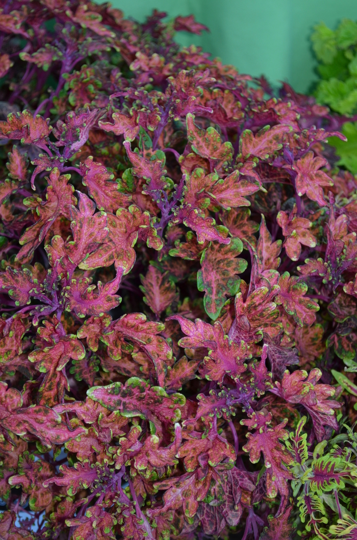 Coleus - Coleus 'Under The Sea® Molten Coral' from Kings Garden Center