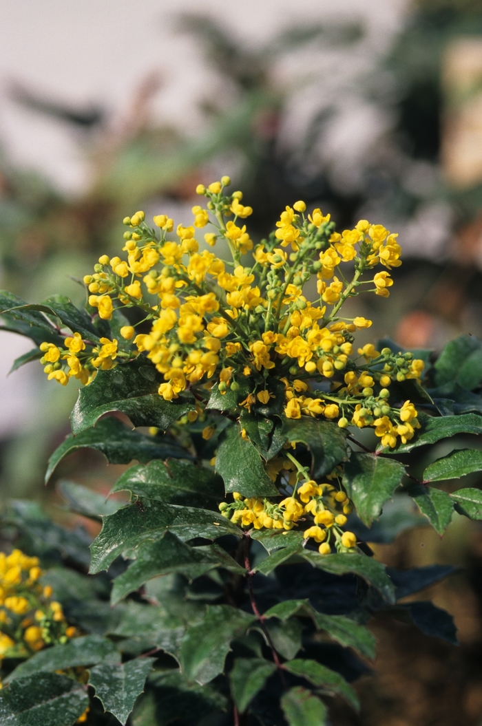 Oregon Grape - Mahonia aquifolium from Kings Garden Center