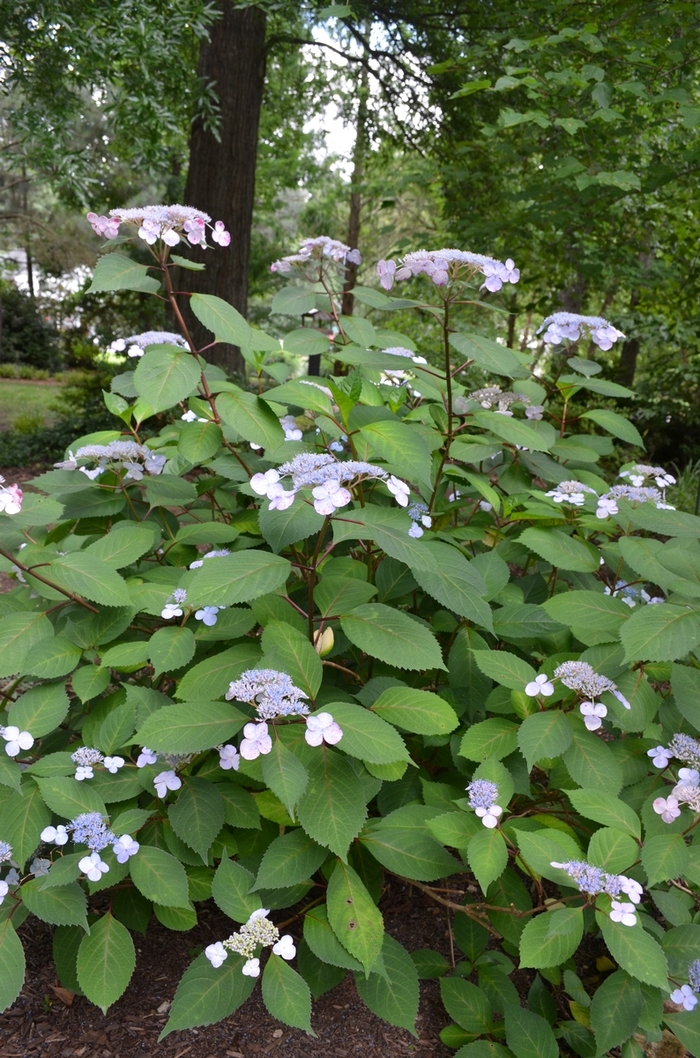 Hydrangea macrophylla lady in red lady in red hydrangea kings