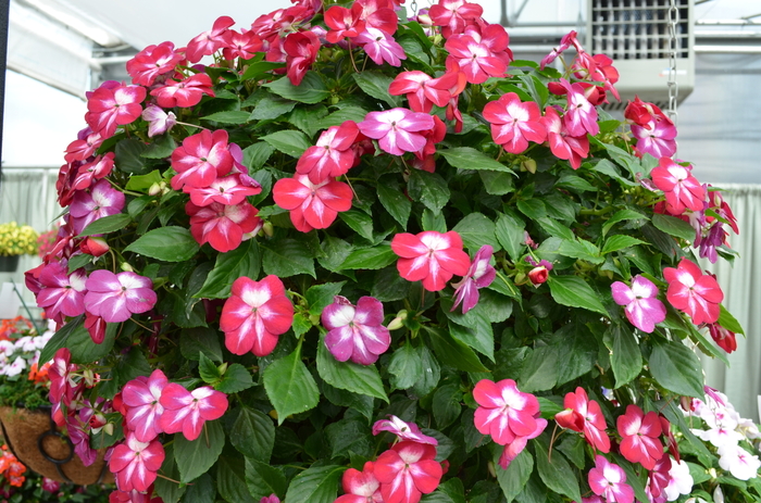 Patchwork Cosmic Burgundy Impatiens - Impatiens walleriana 'Patchwork Cosmic Burgundy' from Kings Garden Center