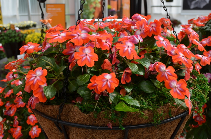 Patchwork Cosmic Orange Impatiens - Impatiens walleriana 'Patchwork Cosmic Orange' from Kings Garden Center