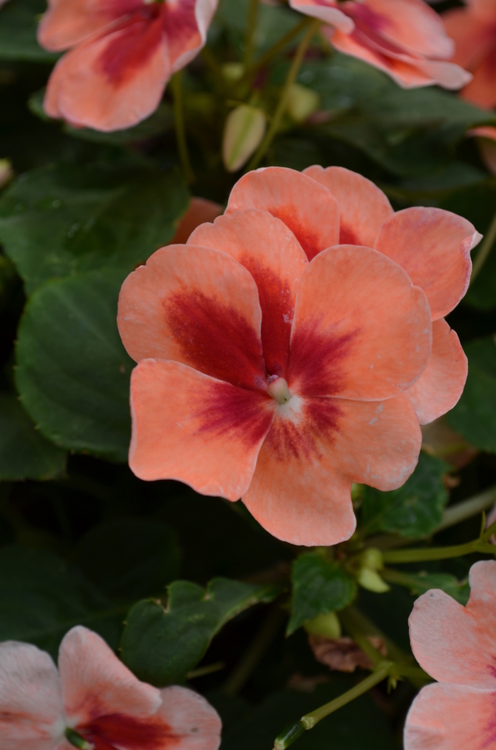 Patchwork Peach Prism Impatiens - Impatiens walleriana 'Patchwork Peach Prism' from Kings Garden Center