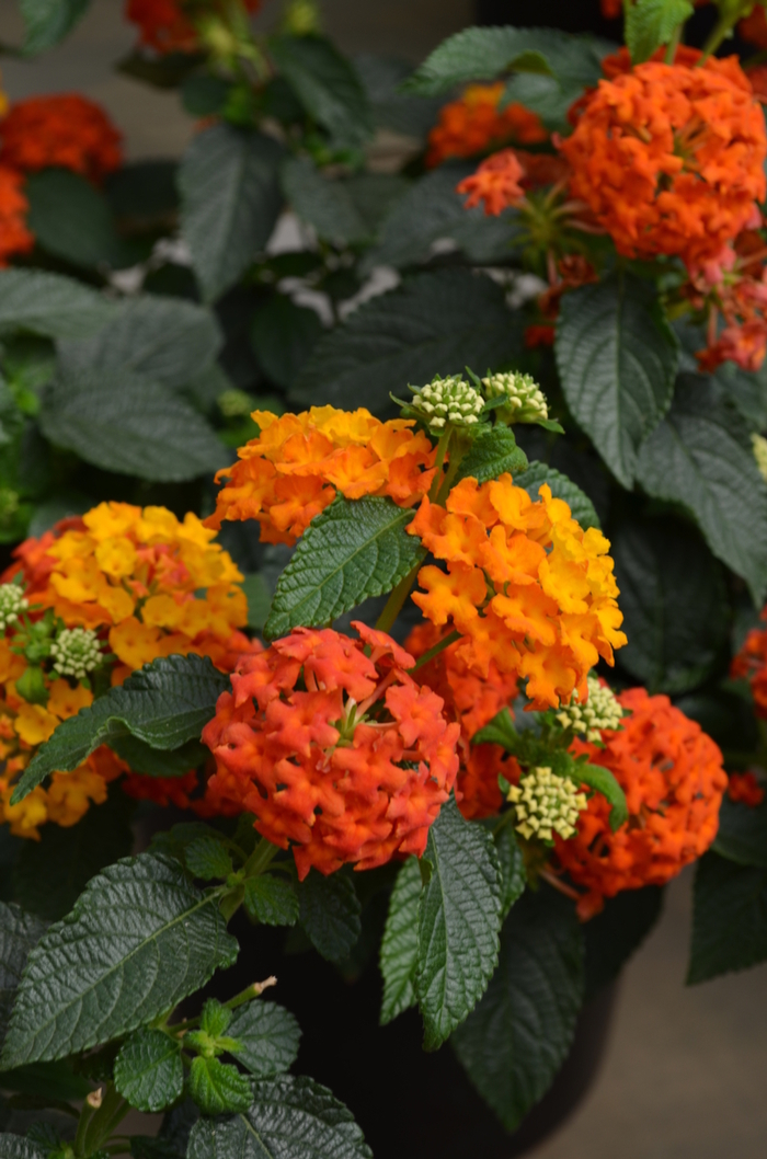 Lucky Flame Improved Lantana - Lantana camara 'Lucky Flame Improved' from Kings Garden Center