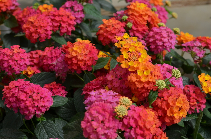 Lucky™ Sunrise Rose Lantana - Lantana camara from Kings Garden Center