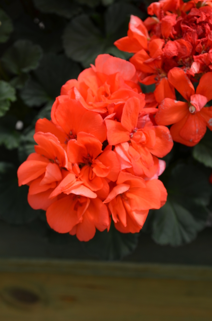 Presto™ Geranium - Pelargonium x hortorum 'Presto Dark Salmon' from Kings Garden Center