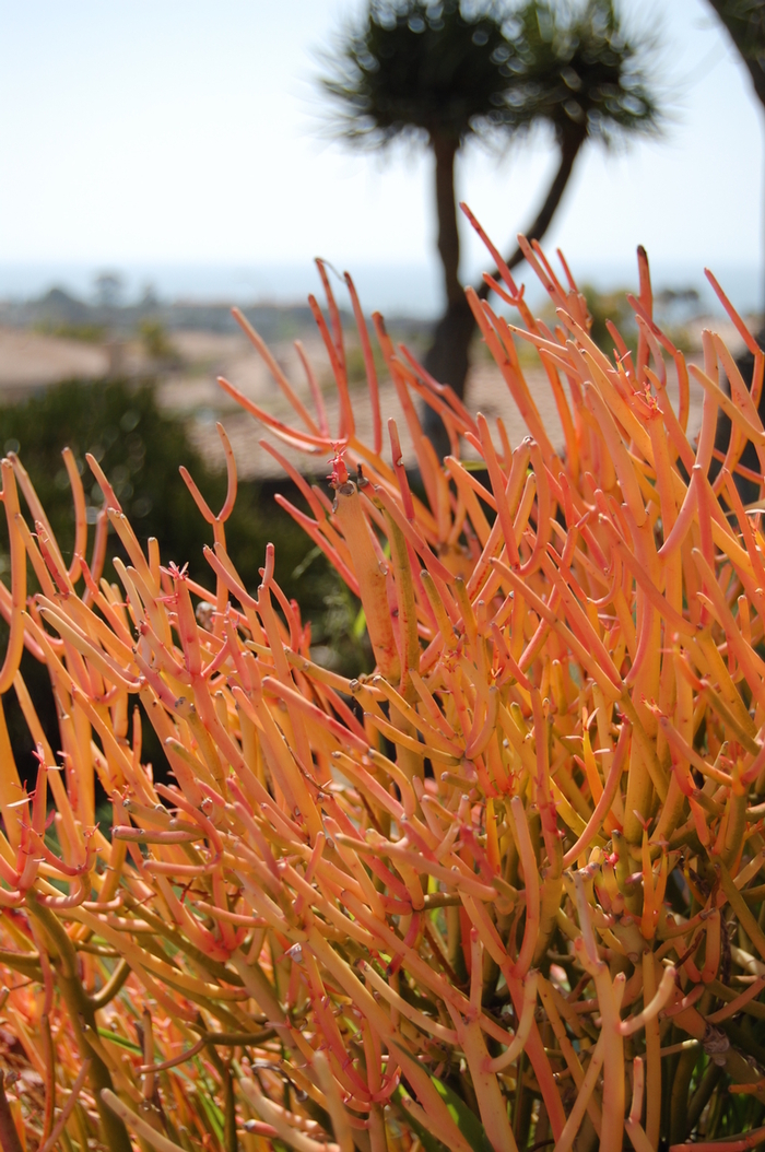 Red Pencil Tree - Euphorbia tirucalli 'Sticks on Fire' from Kings Garden Center
