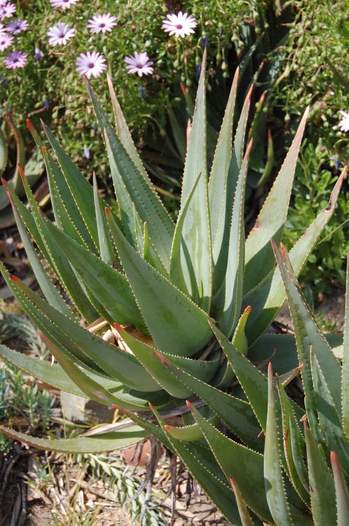 Aloe - Aloe succotrina from Kings Garden Center