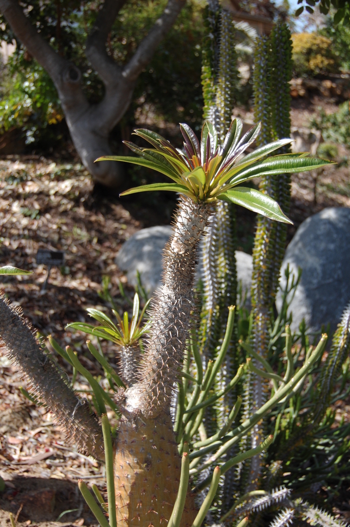 Madagascar Palm - Pachypodium lamerei Madagascar Palm from Kings Garden Center