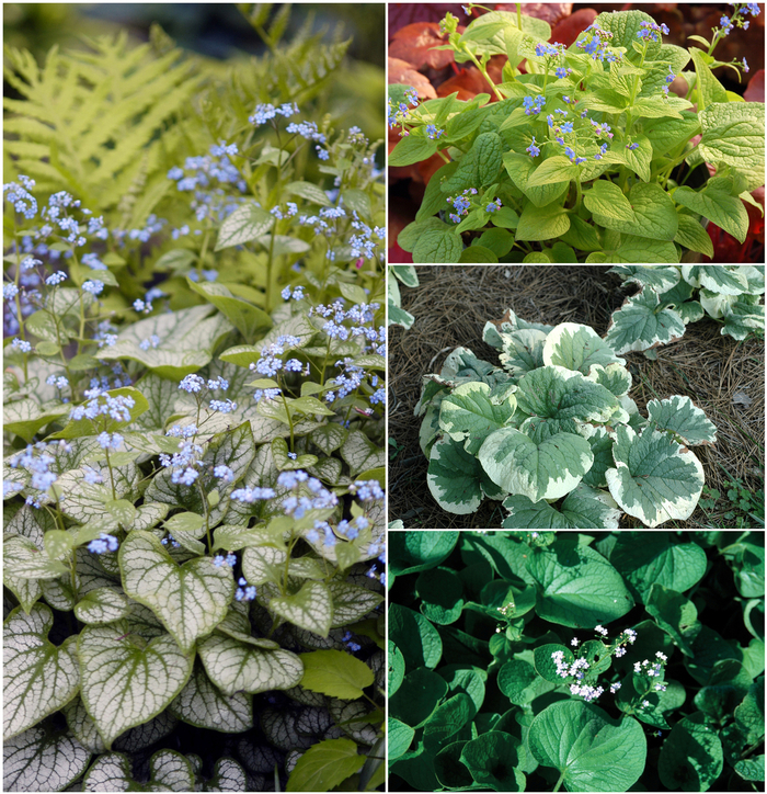 Brunnera - Multiple Varieties from Kings Garden Center