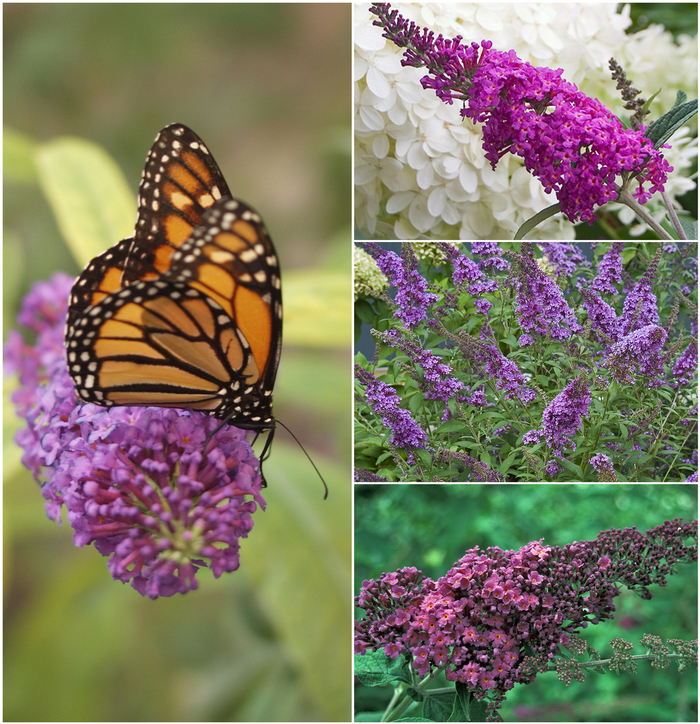 Butterfly Bush - Buddleia - Multiple Varieties from Kings Garden Center