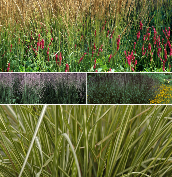 Calamagrostis - Reed Grass - Multiple Varieties from Kings Garden Center