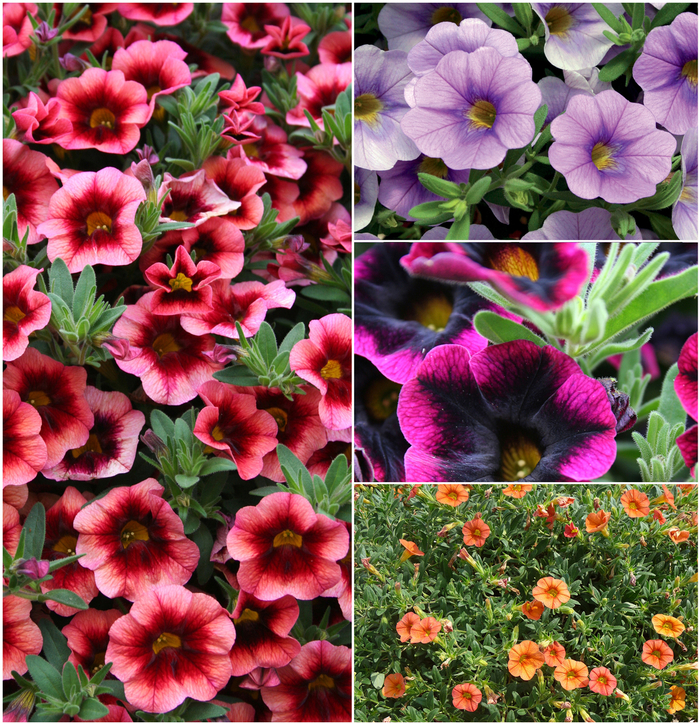 Superbells® Series - Calibrachoa - Million Bells from Kings Garden Center