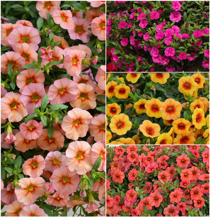 Calibrachoa - Million Bells - Minifamous™ Series from Kings Garden Center