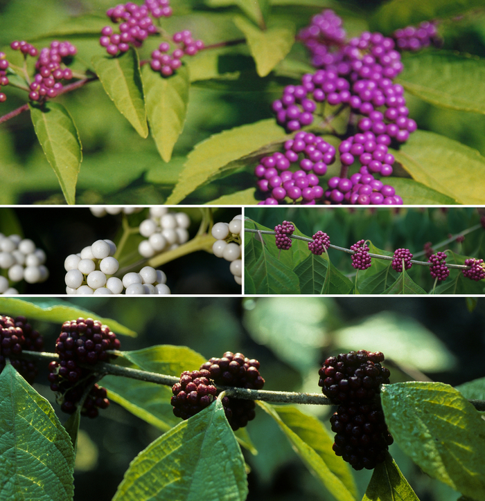 Callicarpa - Beautyberry - Multiple Varieties from Kings Garden Center