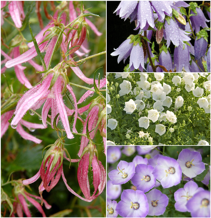 Campanula - Bellflower - Perennial from Kings Garden Center