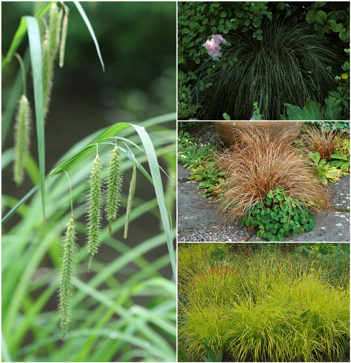 Carex - Sedge - Multiple Varieties from Kings Garden Center