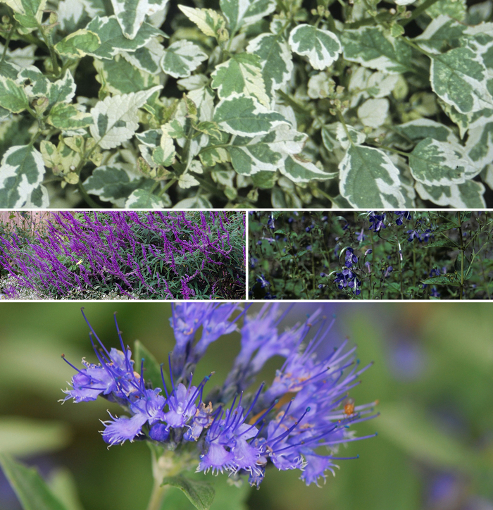 Caryopteris - Blue Mist Shrub - Multiple Varieties from Kings Garden Center