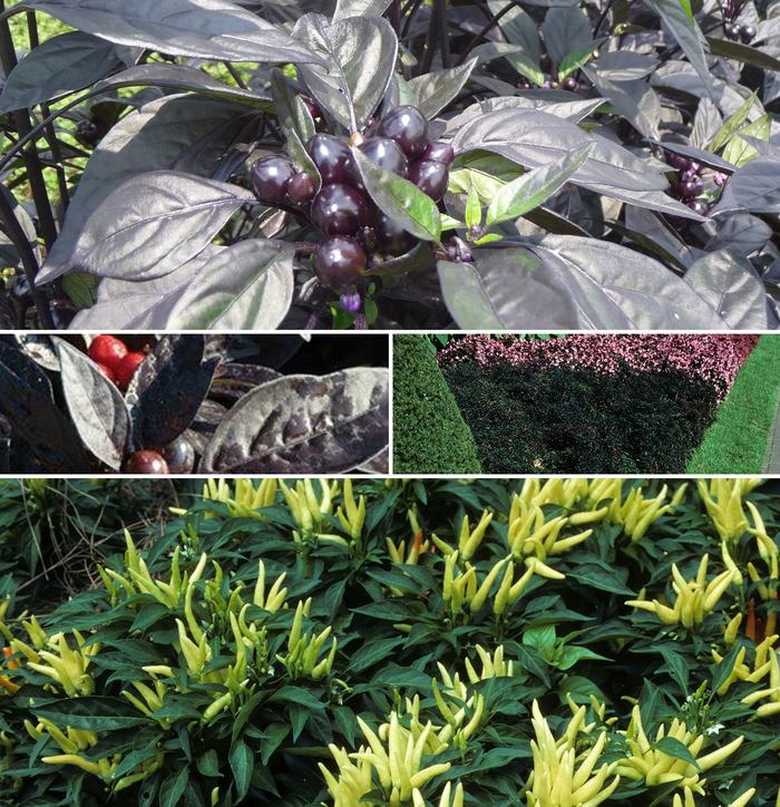 Capsicum - Ornamental Pepper - Multiple Varieties from Kings Garden Center
