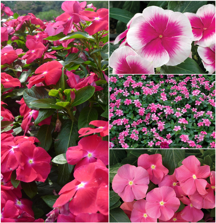 Annual Vinca; Periwinkle - Nirvana® Series from Kings Garden Center