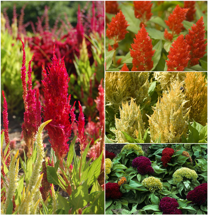 Celosia - Cockscomb - Multiple Varieties from Kings Garden Center