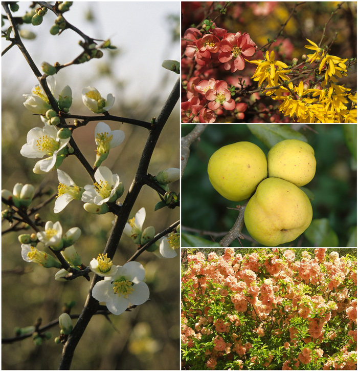 Chaenomeles - Flowering Quince from Kings Garden Center