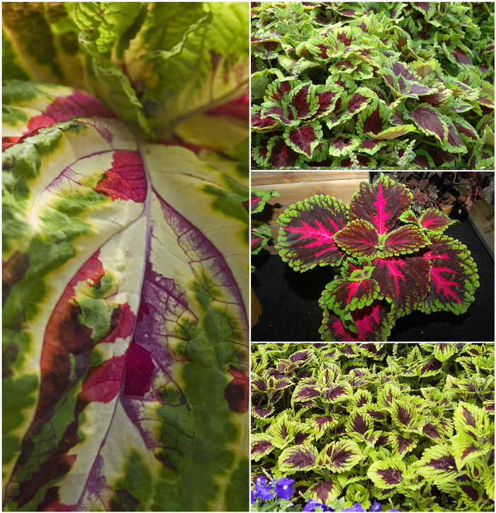 Coleus - Kong™ Series from Kings Garden Center