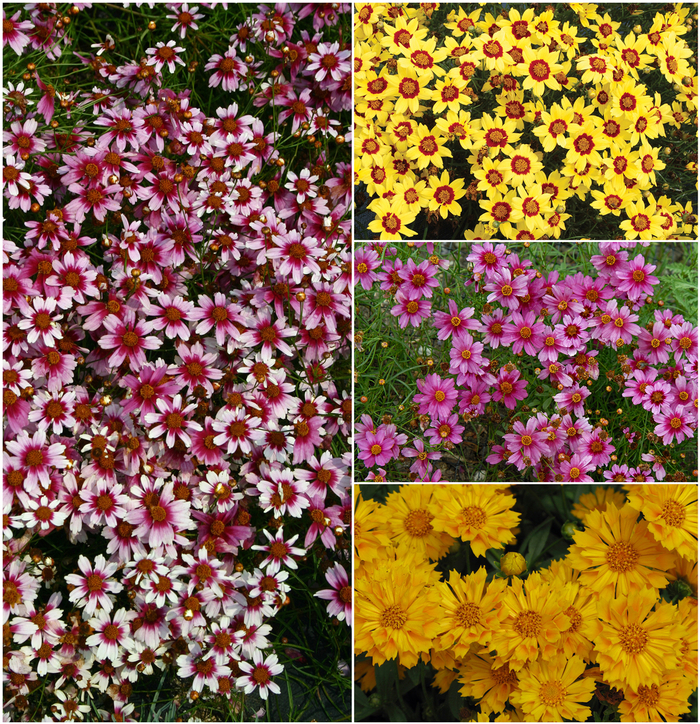 Coreopsis - Tickseed from Kings Garden Center