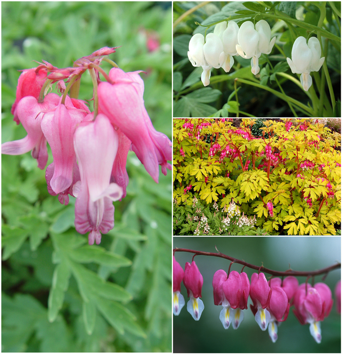 Dicentra - Bleeding Heart - Multiple Varieties from Kings Garden Center