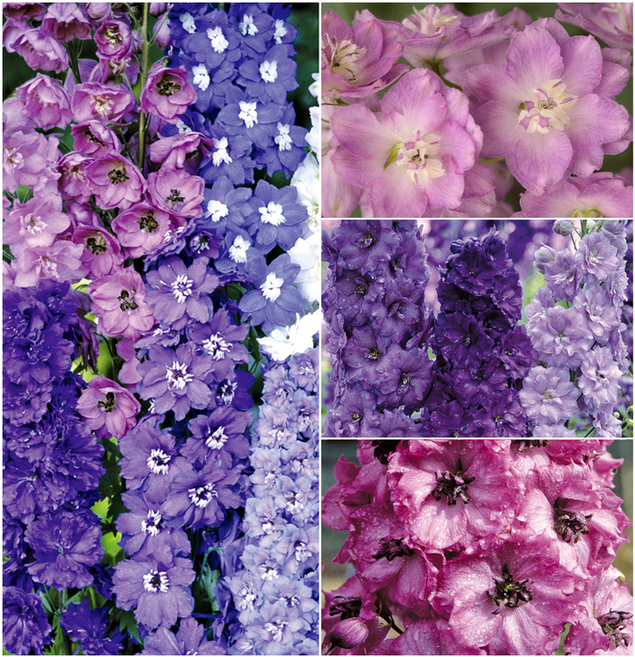 Delphinium - Larkspur from Kings Garden Center