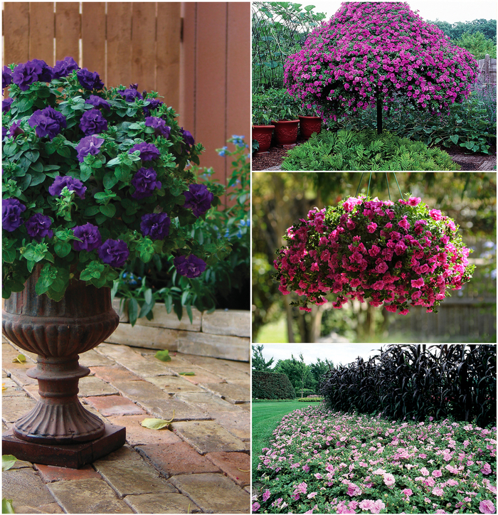 Petunia - Double Wave™ Series from Kings Garden Center