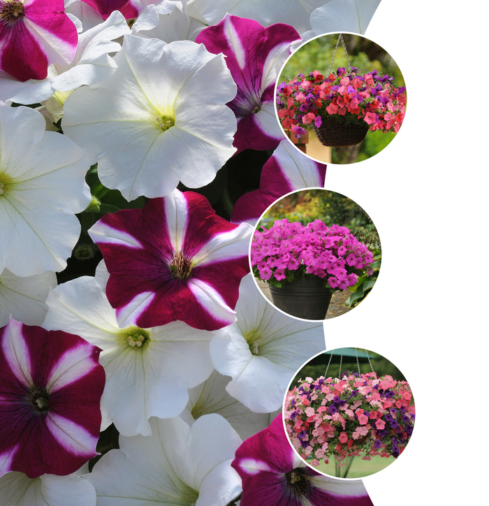 Petunia - Easy Wave® Series from Kings Garden Center