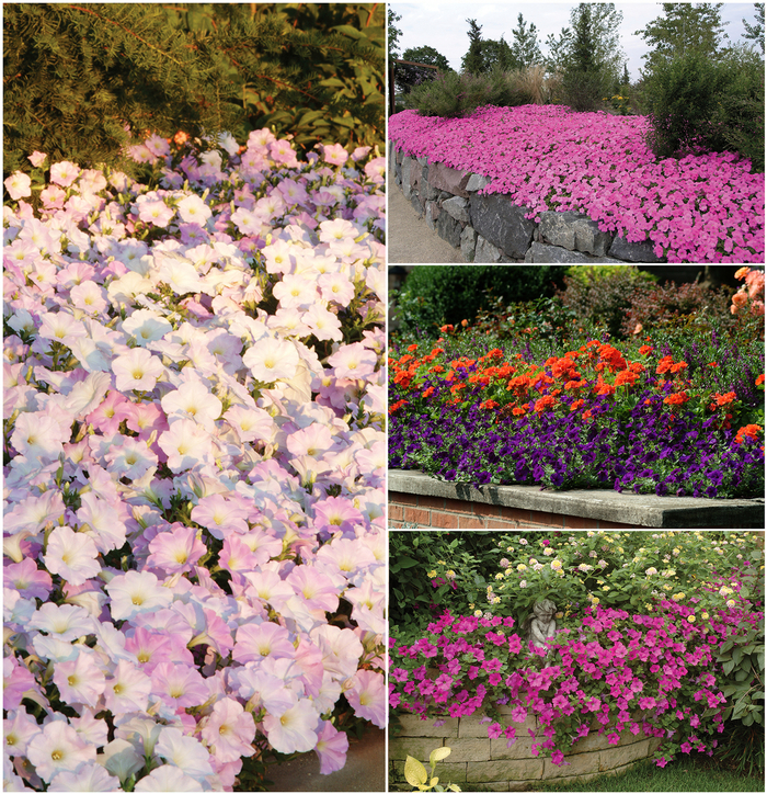 Petunia - Wave™ Series from Kings Garden Center