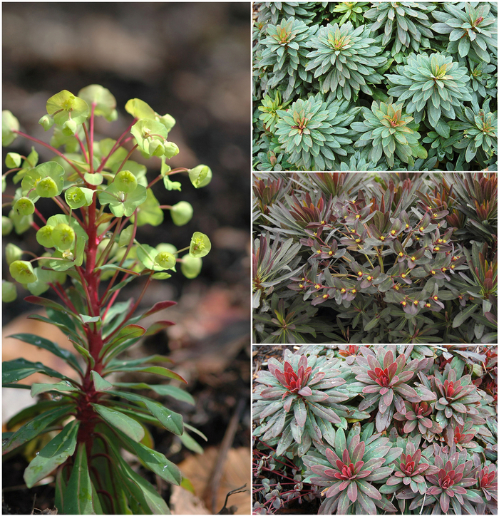 Spurge - Euphorbia 'Multiple Varieties' from Kings Garden Center