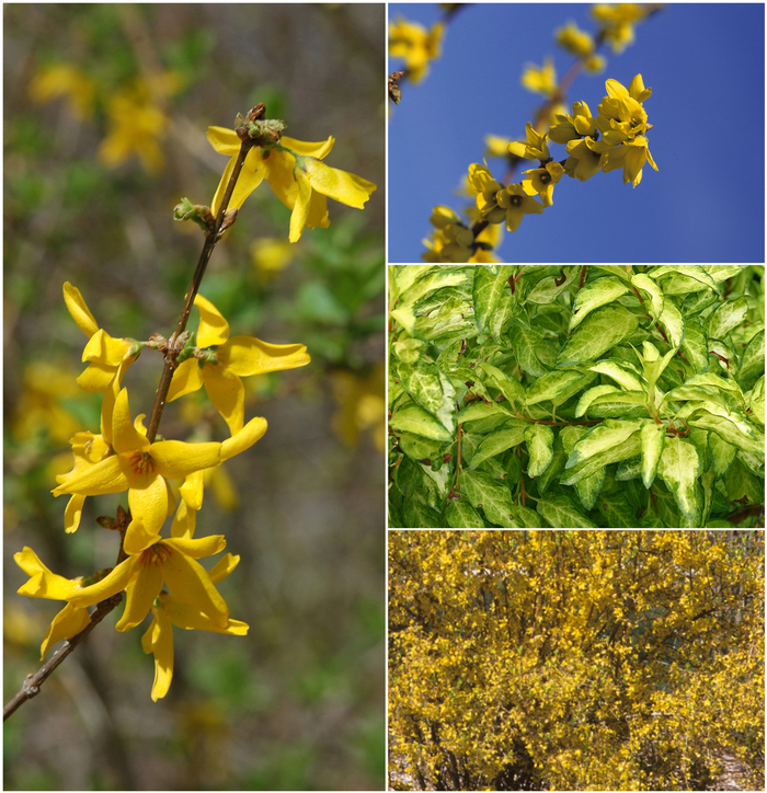 Forsythia x intermedia - Forsythia from Kings Garden Center