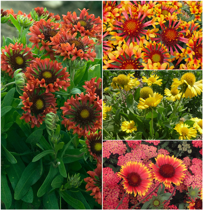 Gaillardia - Blanket Flower from Kings Garden Center