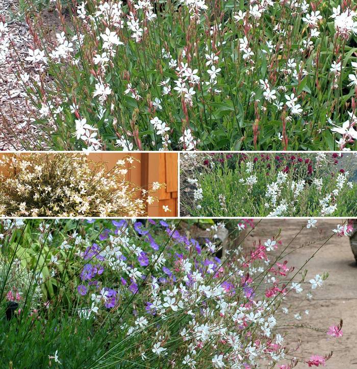 Gaura - Whirling Butterflies - Multiple Varieties from Kings Garden Center