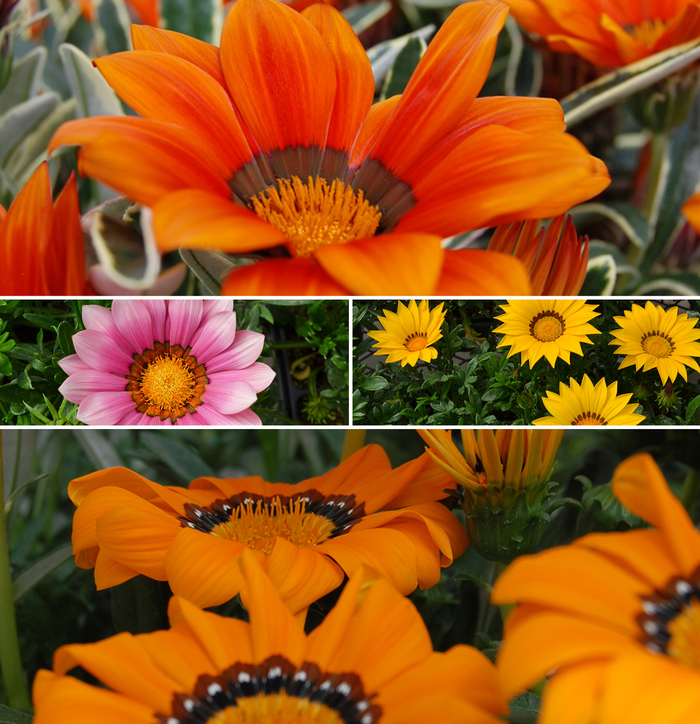 Gazania - Gazania Multiple Varieties from Kings Garden Center