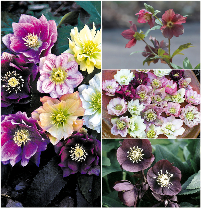 Helleborus - Lenten Rose - Multiple Varieties from Kings Garden Center
