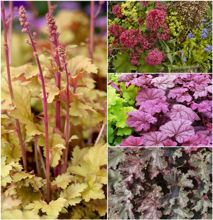 Heuchera - Coral Bells from Kings Garden Center