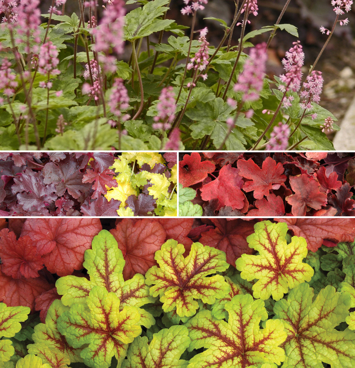 Heucherella - Foamy Bells - Multiple Varieties from Kings Garden Center