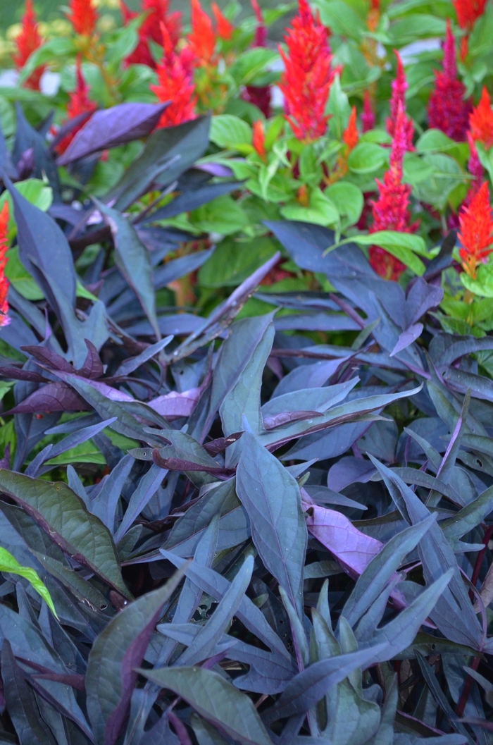 Illusion™ Midnight Lace - Sweet Potato Vine from Kings Garden Center