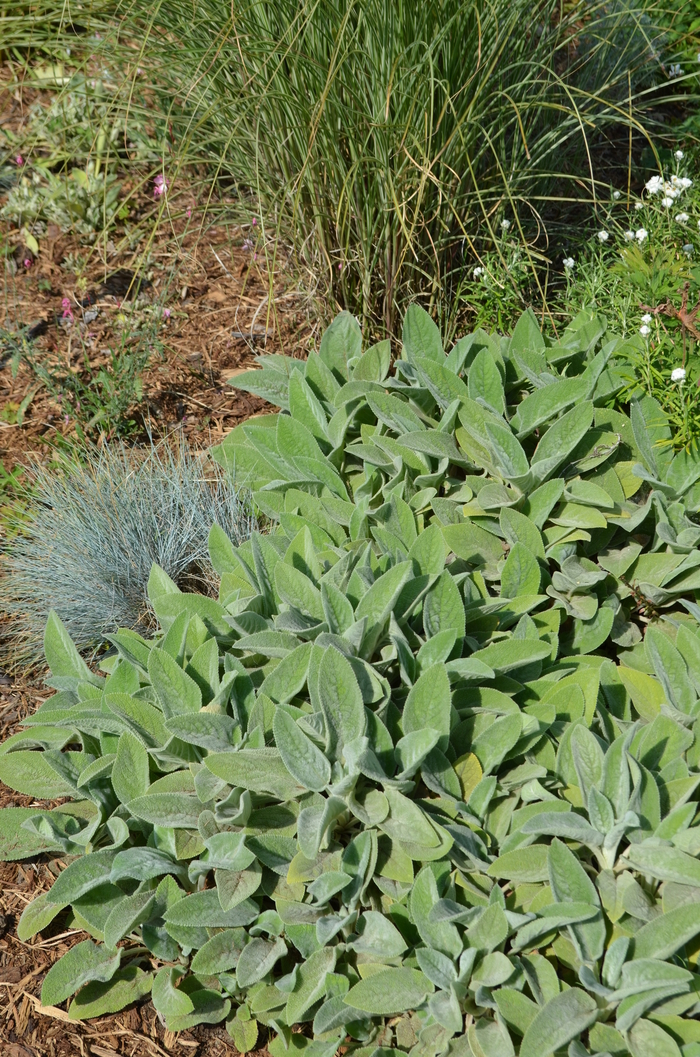 Lambs' Ears - Stachys byzantina from Kings Garden Center