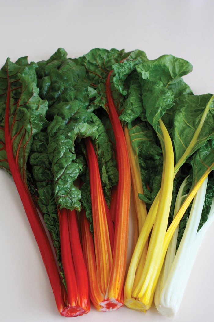 Celebration - Swiss Chard from Kings Garden Center